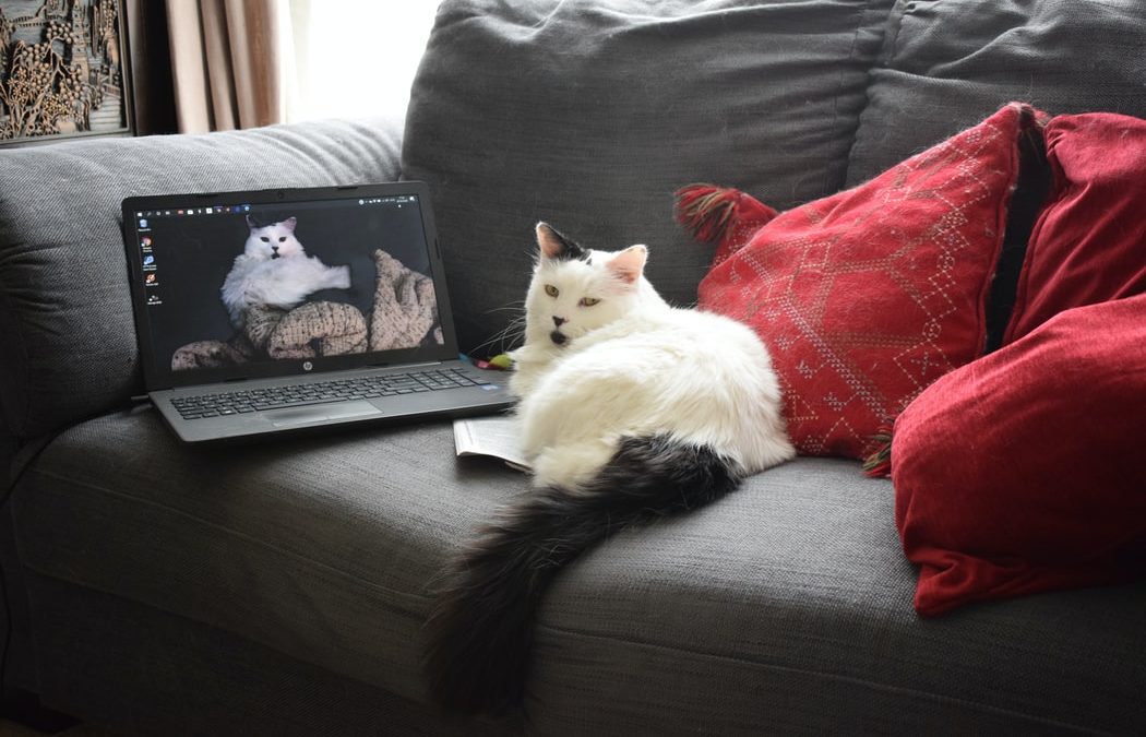 white cat with laptop